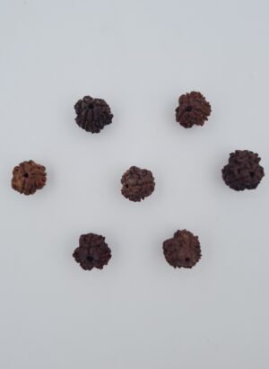 3 Mukhi Rudraksh Assam