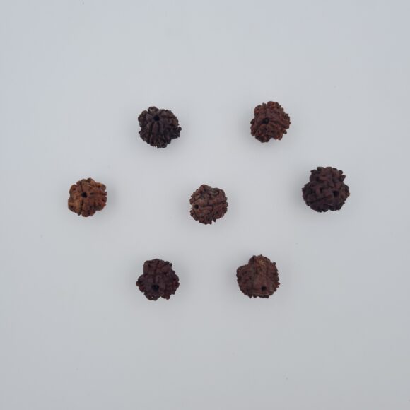 3 Mukhi Rudraksh Assam