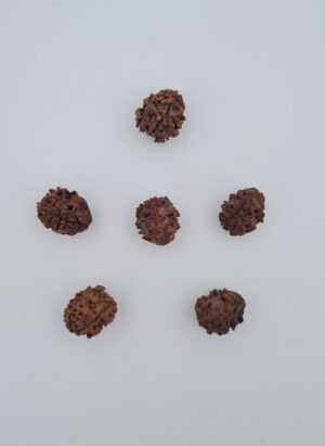 3 Mukhi Rudraksh Assam