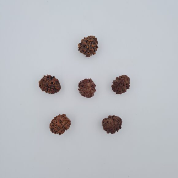 3 Mukhi Rudraksh Assam