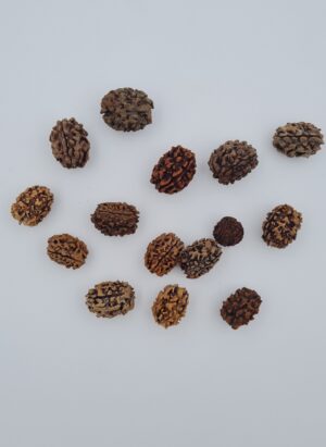 3 Mukhi Rudraksh Himalayas