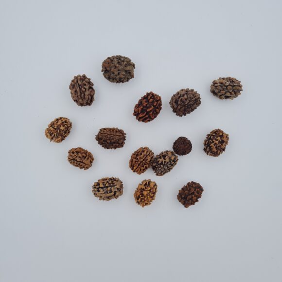 3 Mukhi Rudraksh Himalayas