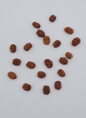 3 Mukhi Rudraksh Indonesia