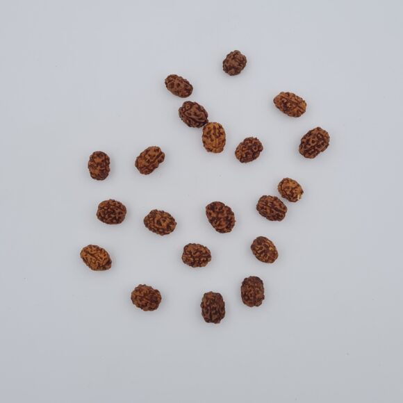 3 Mukhi Rudraksh Indonesia