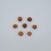3 Mukhi Rudraksh Nepal