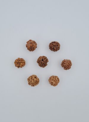 3 Mukhi Rudraksh Nepal