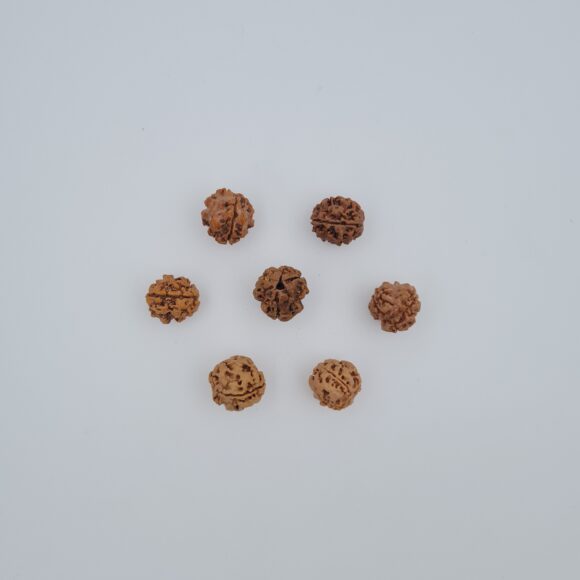 3 Mukhi Rudraksh Nepal