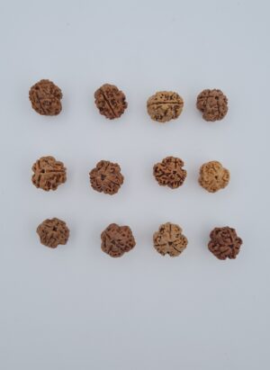 3 Mukhi Rudraksh Nepal