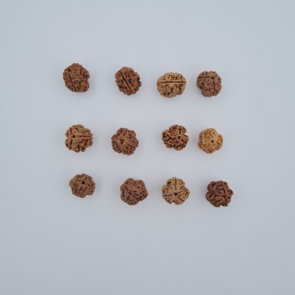 3 Mukhi Rudraksh Nepal