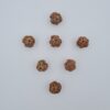 3 Mukhi Rudraksh Nepal