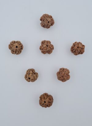 3 Mukhi Rudraksh Nepal