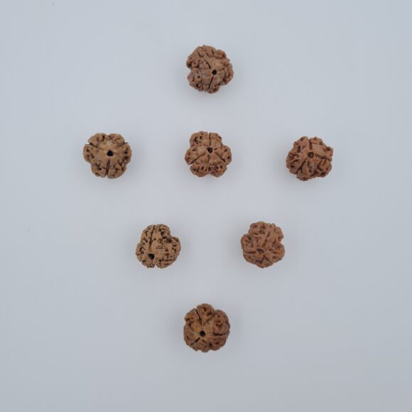 3 Mukhi Rudraksh Nepal