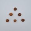 7 Mukhi Rudraksh
