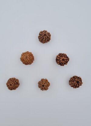 7 Mukhi Rudraksh