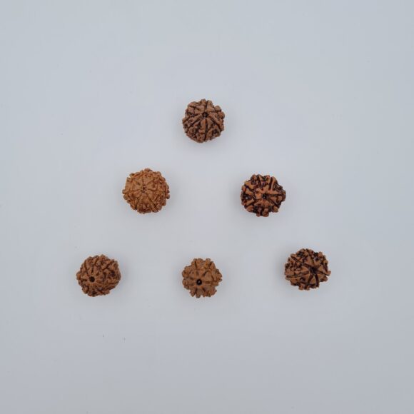 7 Mukhi Rudraksh
