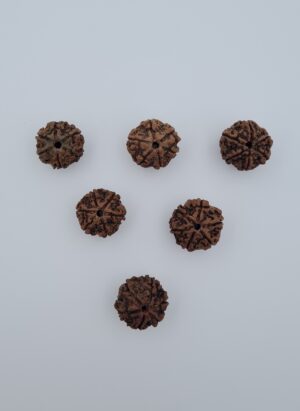 6 Mukhi Nepal Rudraksh