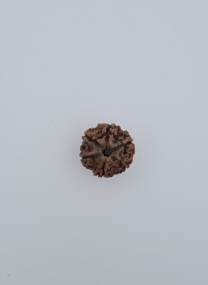 6 Mukhi Nepal Rudraksh