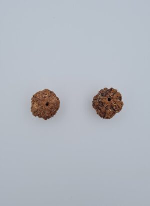5 Mukhi Nepal Rudraksh