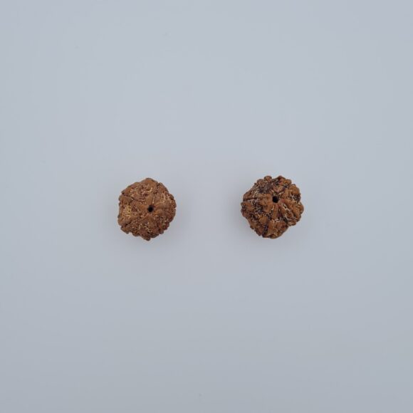5 Mukhi Nepal Rudraksh