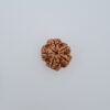 5 Mukhi Nepal Rudraksh