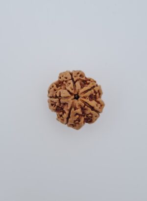 5 Mukhi Nepal Rudraksh
