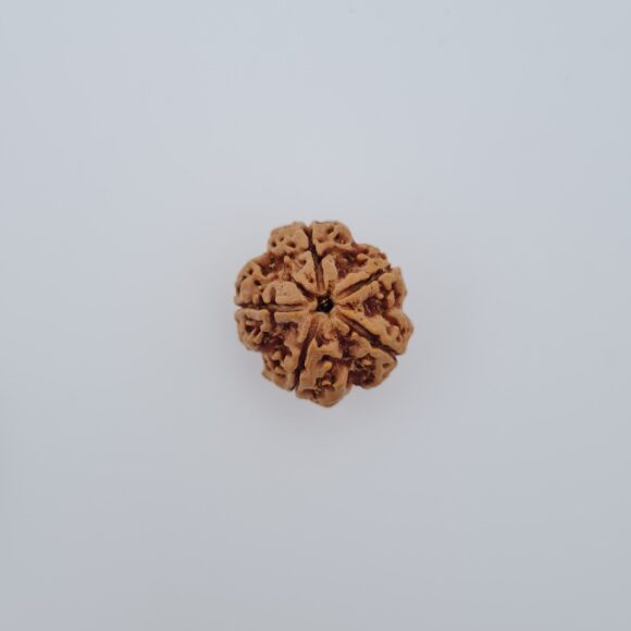 5 Mukhi Nepal Rudraksh