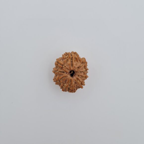 9 Mukhi Nepal Rudraksh