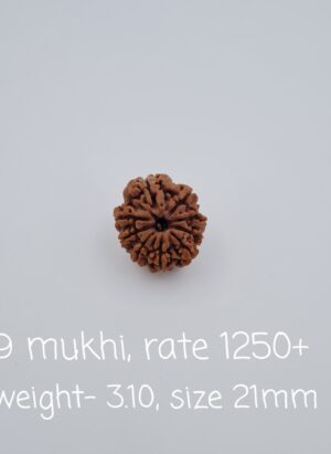 9 Mukhi Nepal Rudraksh