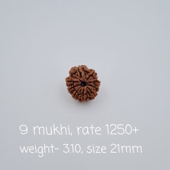 9 Mukhi Nepal Rudraksh