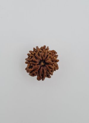 9 Mukhi Nepal Rudraksh