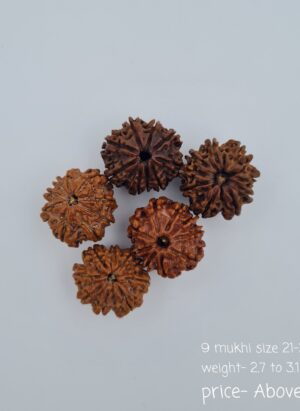9 Mukhi Nepal Rudraksh
