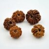 12 Mukhi Nepal Rudraksh