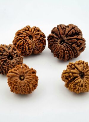 12 Mukhi Nepal Rudraksh