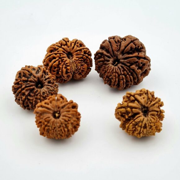 12 Mukhi Nepal Rudraksh