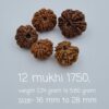 12 Mukhi Nepal Rudraksh