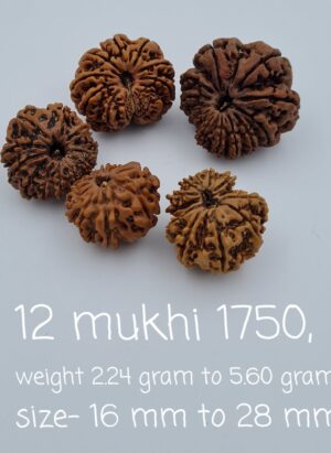 12 Mukhi Nepal Rudraksh