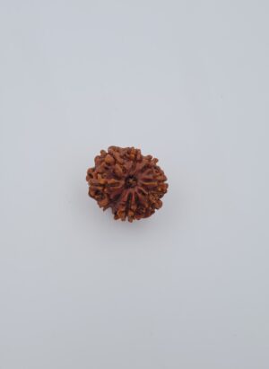 8 Mukhi Nepal Rudraksh
