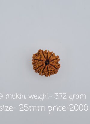 9 Mukhi Nepal Rudraksh