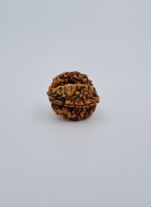2 Mukhi Gauri Shankar Nepal Rudraksh