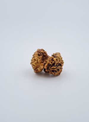 2 Mukhi Gauri Shankar Nepal Rudraksh