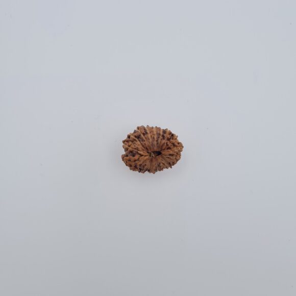 19 Mukhi Indonesia Rudraksh