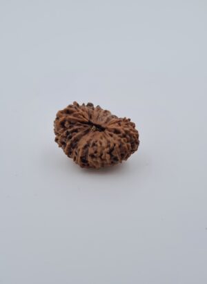 19 Mukhi Indonesia Rudraksh