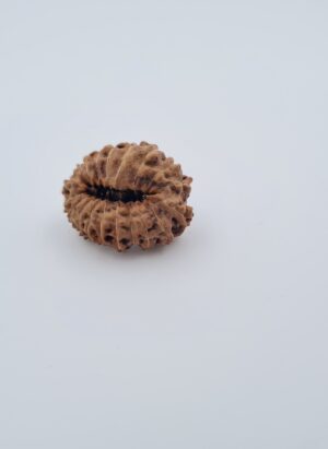 19 Mukhi Indonesia Rudraksh