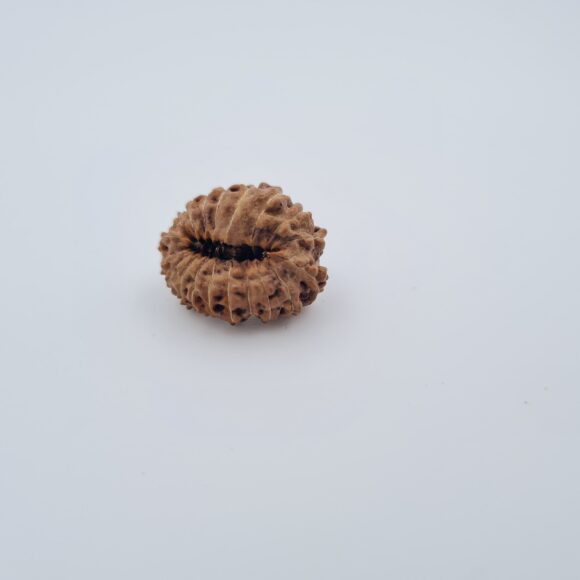 19 Mukhi Indonesia Rudraksh