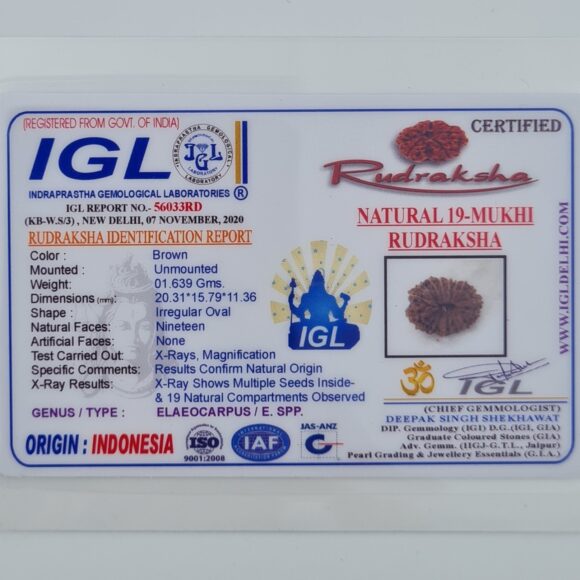 19 Mukhi Indonesia Rudraksh