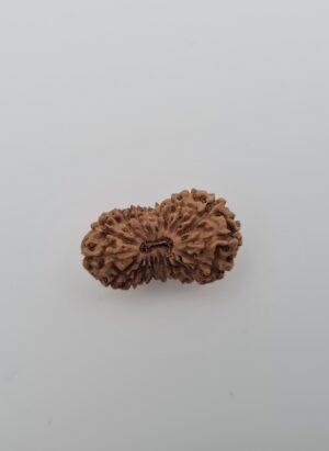 19 Mukhi Indonesia Rudraksh