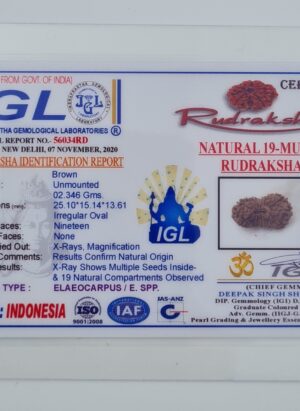 19 Mukhi Indonesia Rudraksh