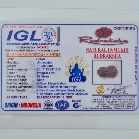 19 Mukhi Indonesia Rudraksh