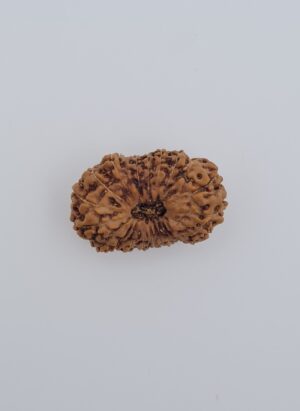 21 Mukhi Indonesia Rudraksh