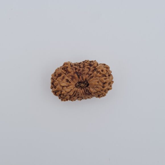 21 Mukhi Indonesia Rudraksh
